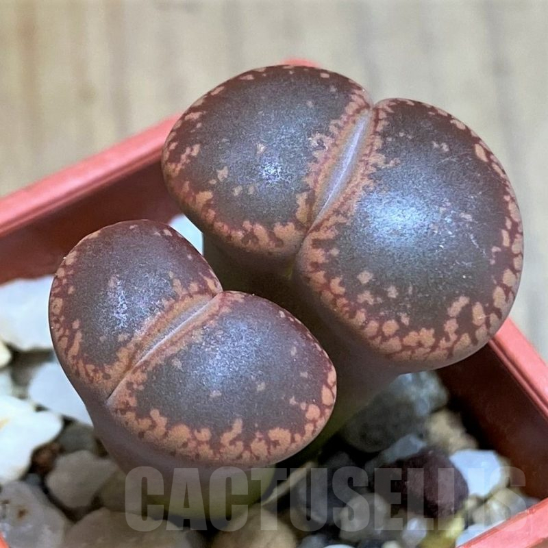 SH8168 Lithops aucampiae SH1748