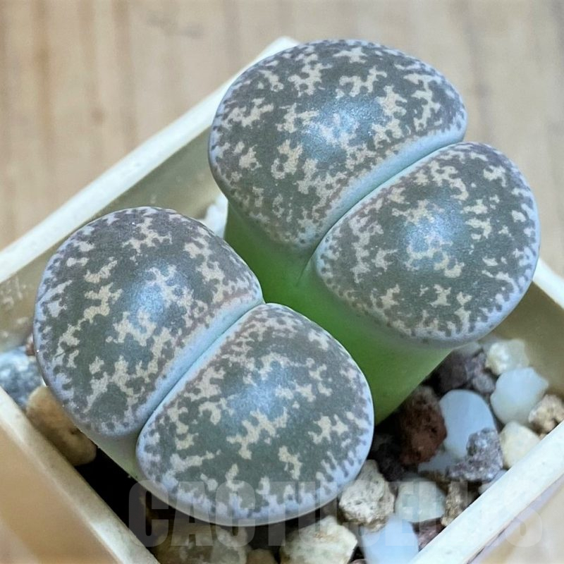 SH8169 Lithops lesliei f. grey C009, SH1740