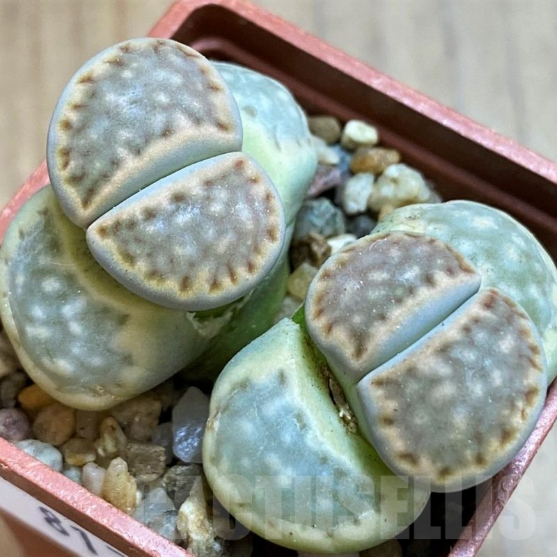 SH8170 Lithops julii