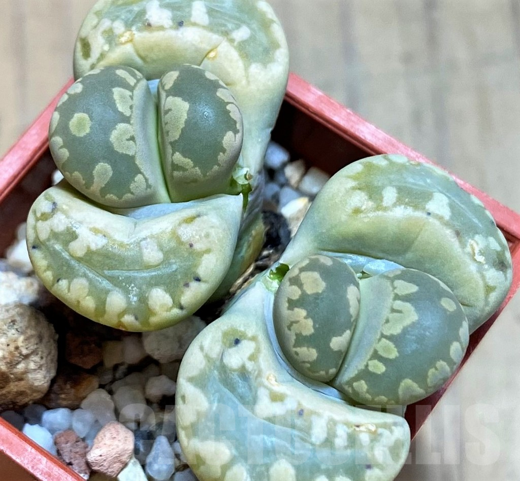 SH8175 Lithops otzeniana C128