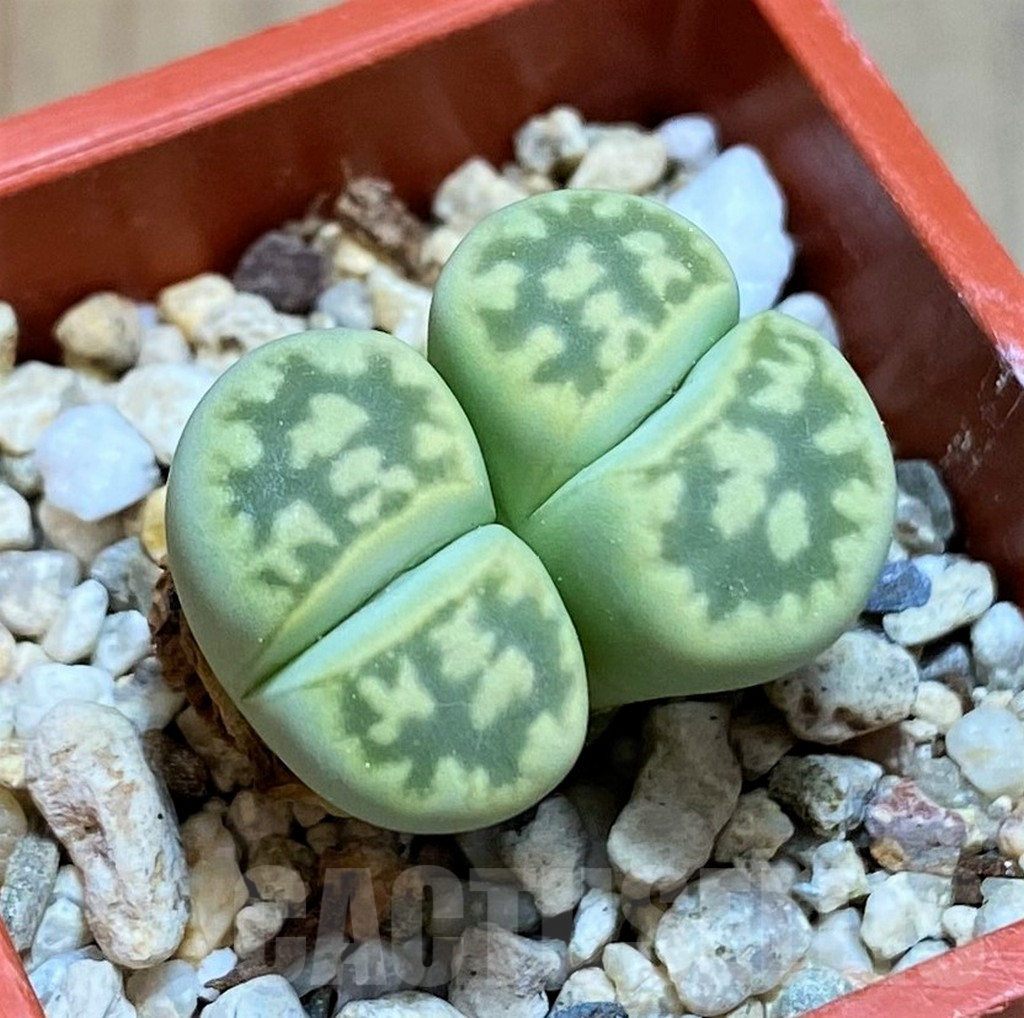 SH8176 Lithops bella ‘Green vermilion’
