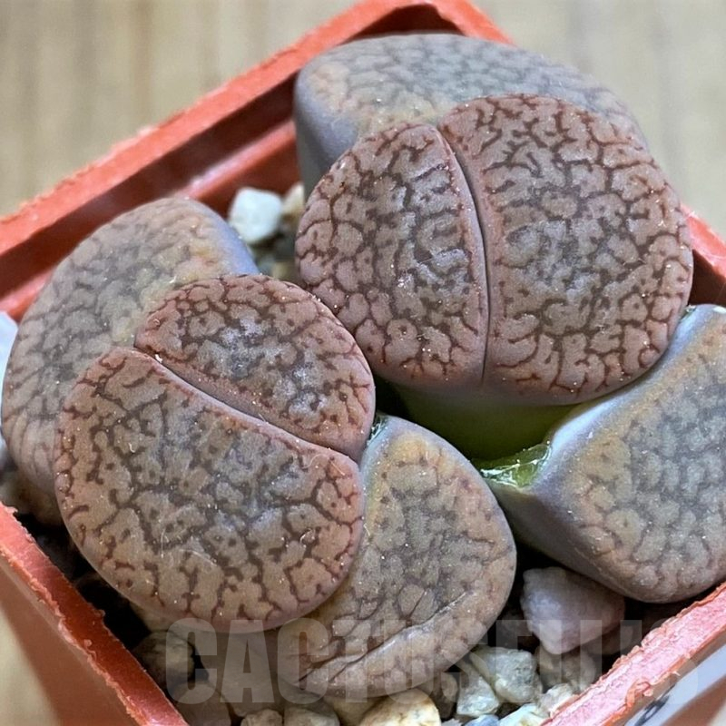 SH8178 Lithops aucampiae v. koelemanii