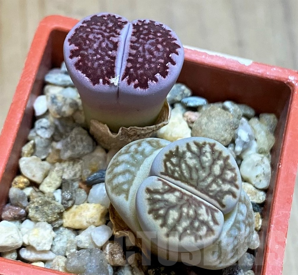 SH8181 Lithops julii ‘Kikushogyoku’, Lithops salicola ‘Sato’s Violet’ hybrid