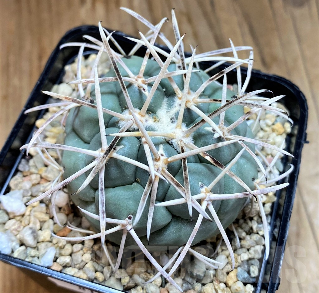 SH8127 Coryphantha valida SB 288 -Cerro Bola-
