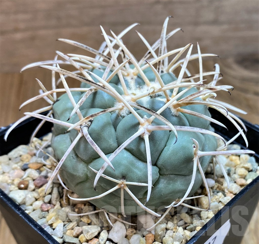 SH8127 Coryphantha valida SB 288 -Cerro Bola- - Image 2