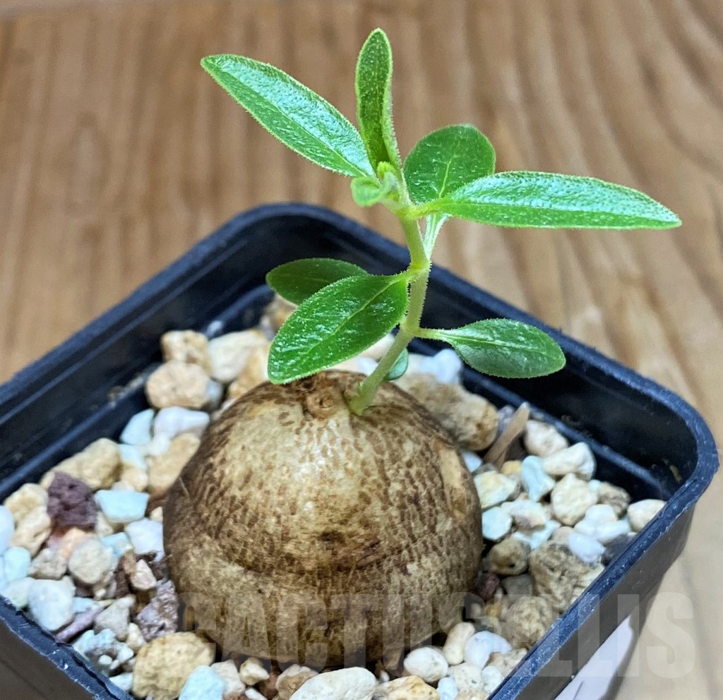 SH8134 Cyphostemma greenway