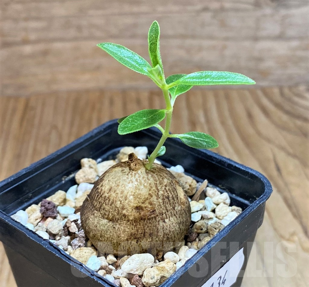 SH8134 Cyphostemma greenway - immagine 2