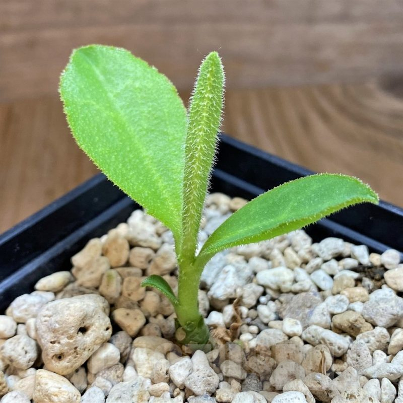 SH8135 Monadenium aff. goetzei