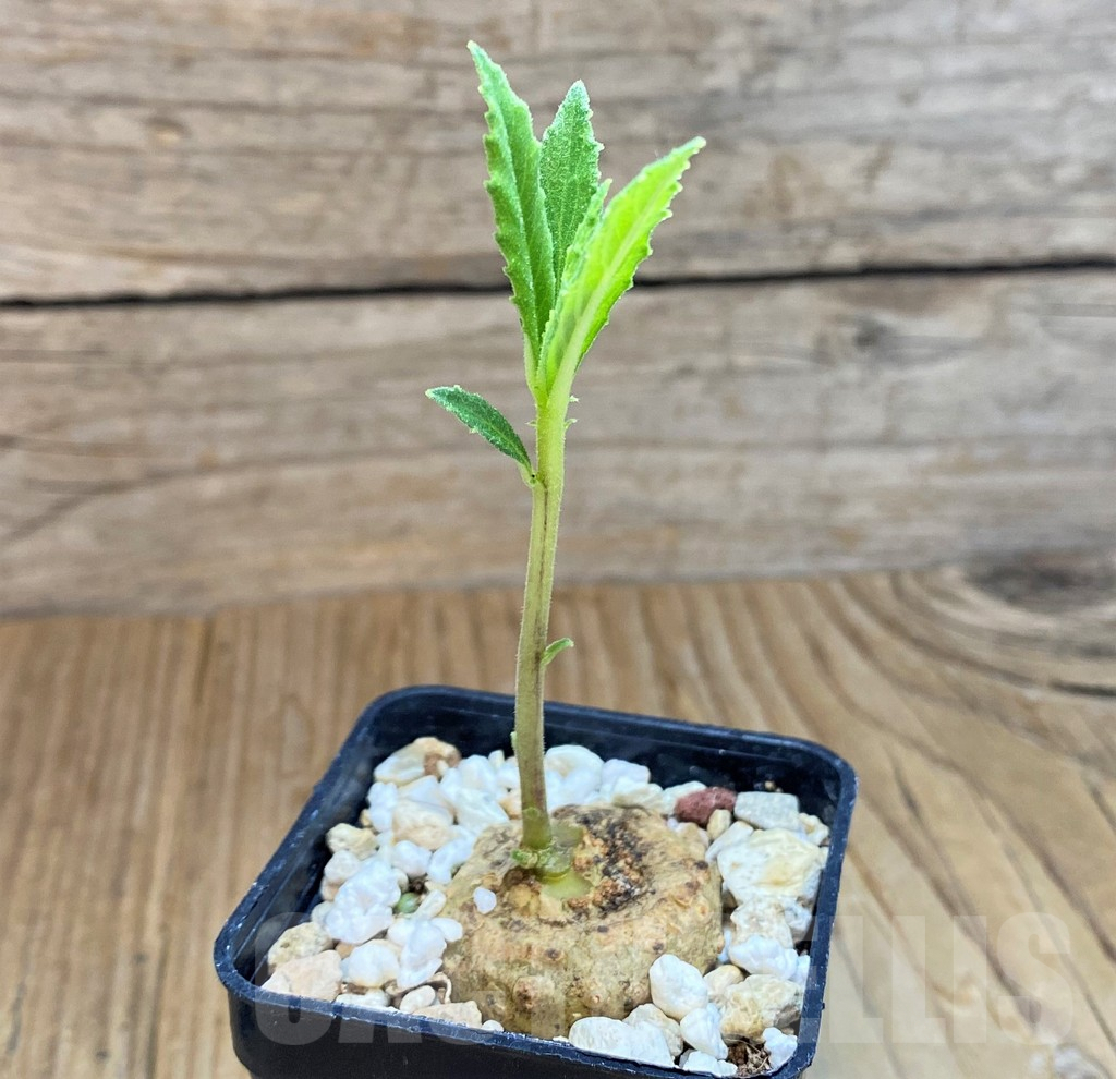 SH8136 Dorstenia benguellensis D3/6321 - immagine 2