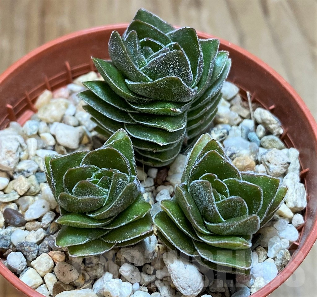 SH8138 Crassula 'Buddha's Temple'