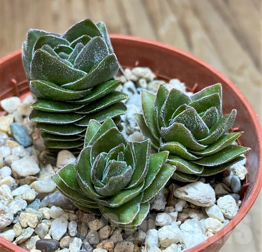 SH8138 Crassula 'Buddha's Temple' - Image 2