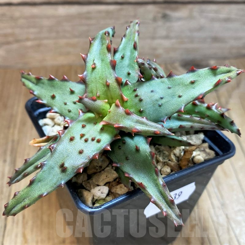 SH8139 Aloe castilloniae