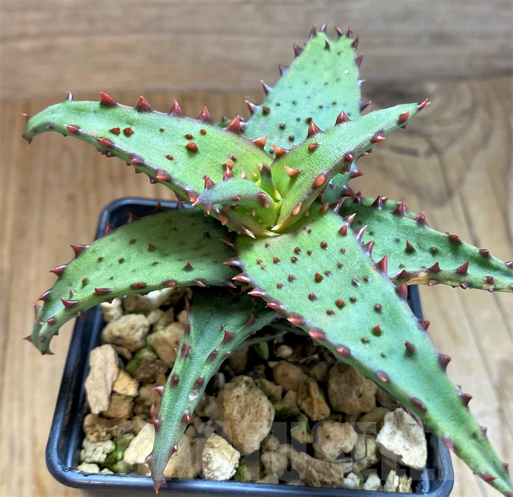 SH8140 Aloe castilloniae