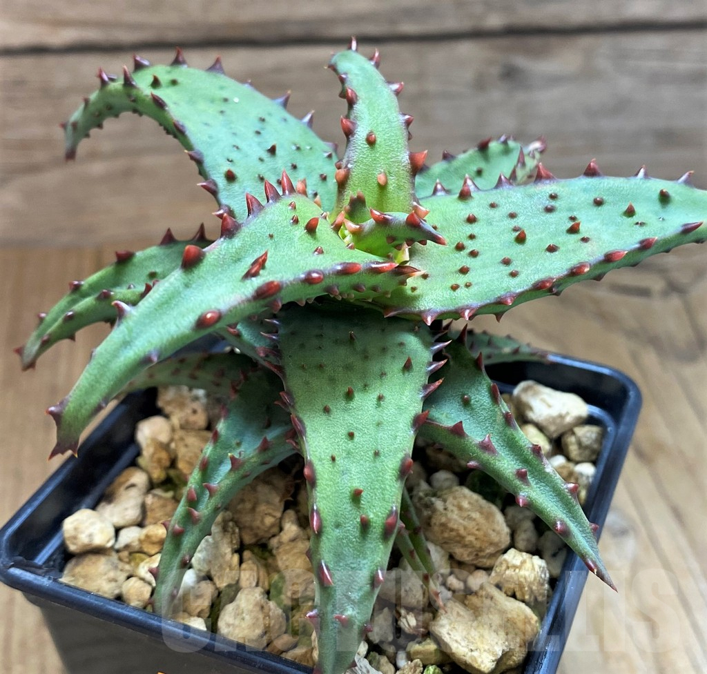 SH8140 Aloe castilloniae - Obrázek 2