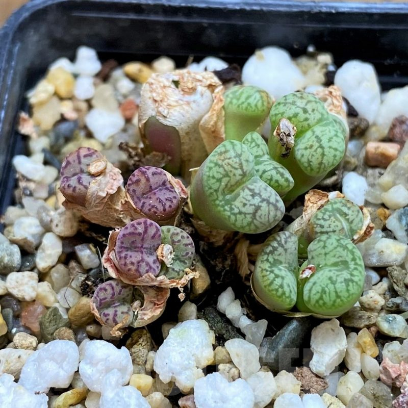 SH8141 Conophytum obcordellum