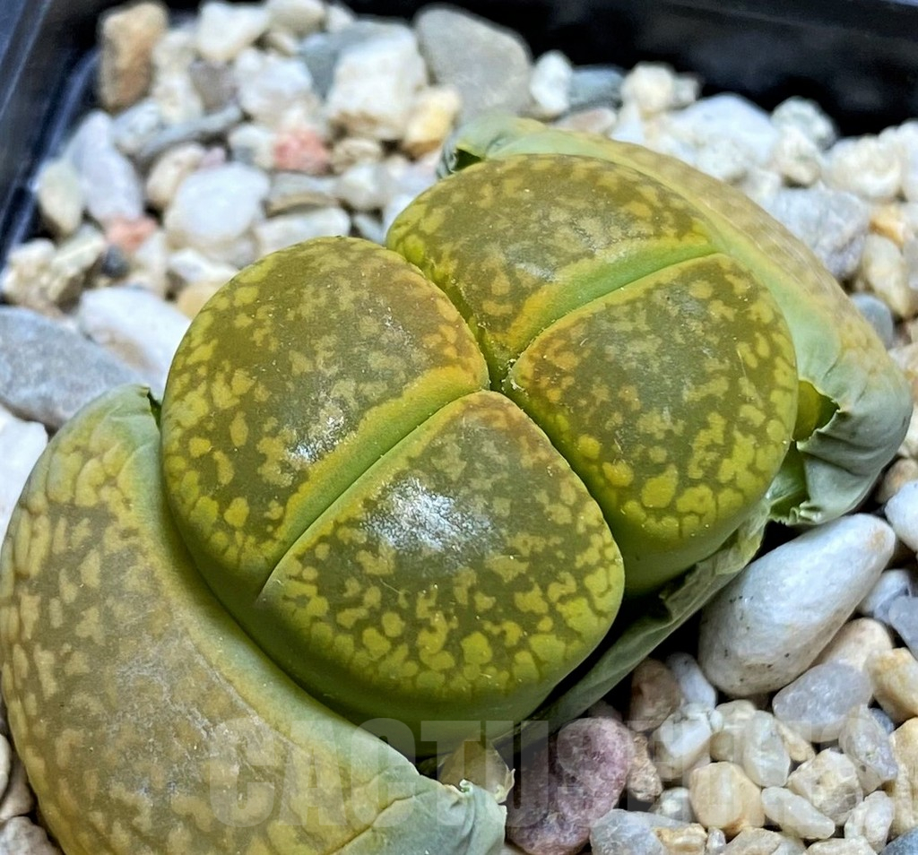 SH8142 Lithops aucampiae 'Jackson's Jade'