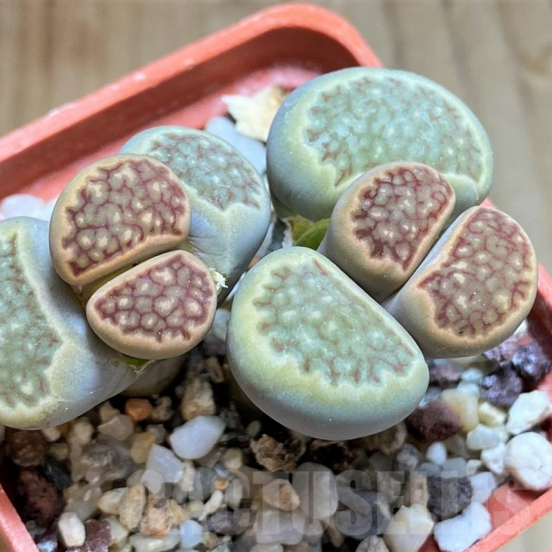 SH8143 Lithops julii ‘Kikushogyoku’