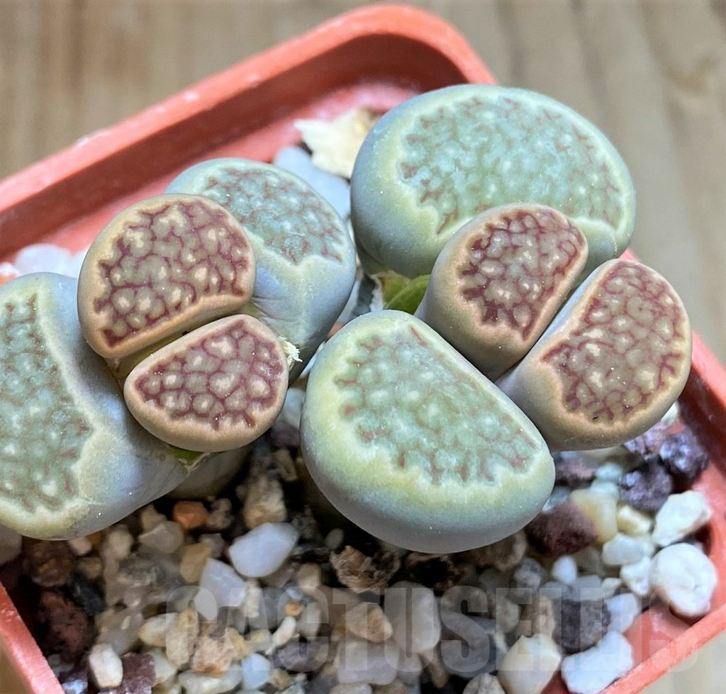 SH8143 Lithops julii ‘Kikushogyoku’