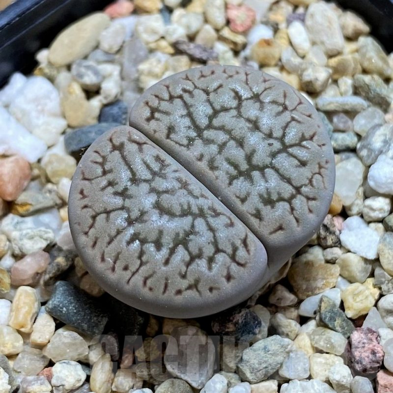 SH8146 Lithops Hookeri 'Susannae' C91