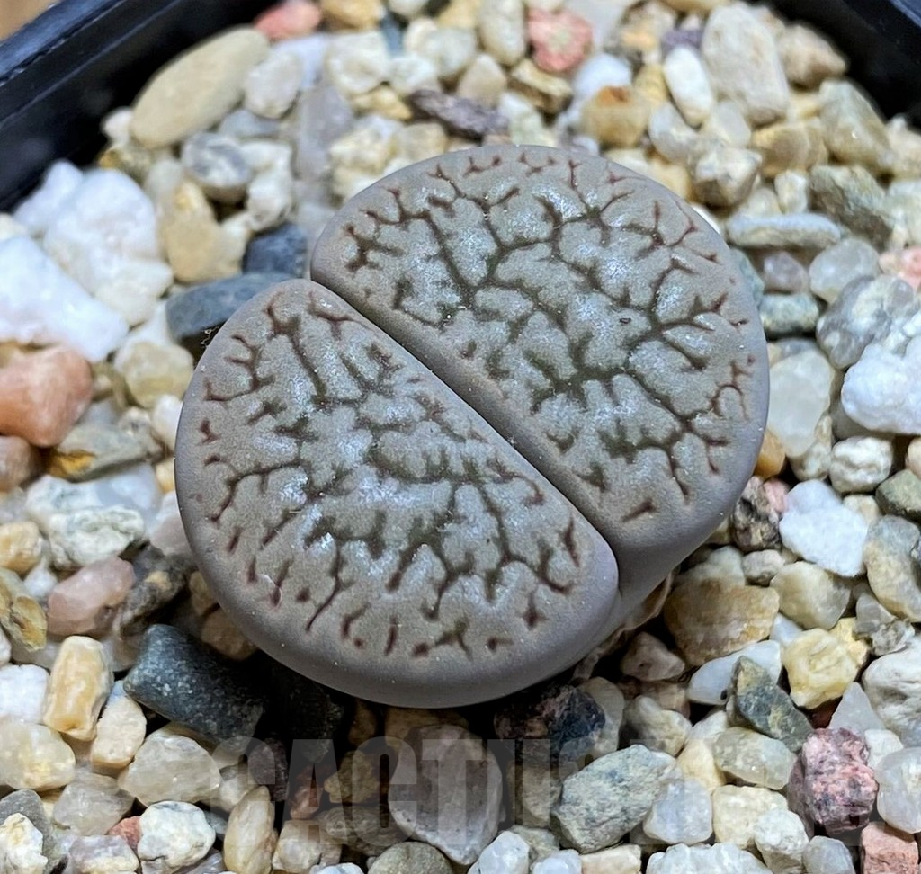 SH8146 Lithops Hookeri 'Susannae' C91