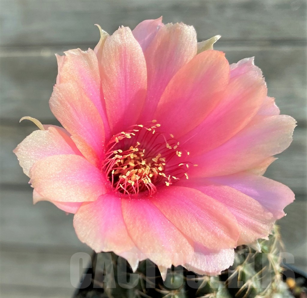 SH8123 Lobivia wrightiana, old 20 year