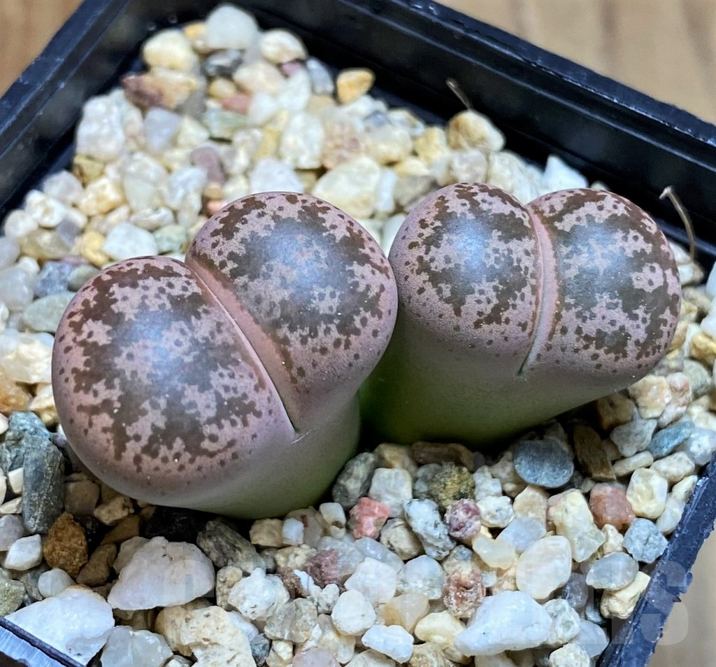 SH8148 Lithops coleorum