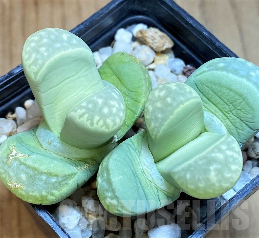 SH8150 Lithops marmorata ‘Polepsky Smaragd’