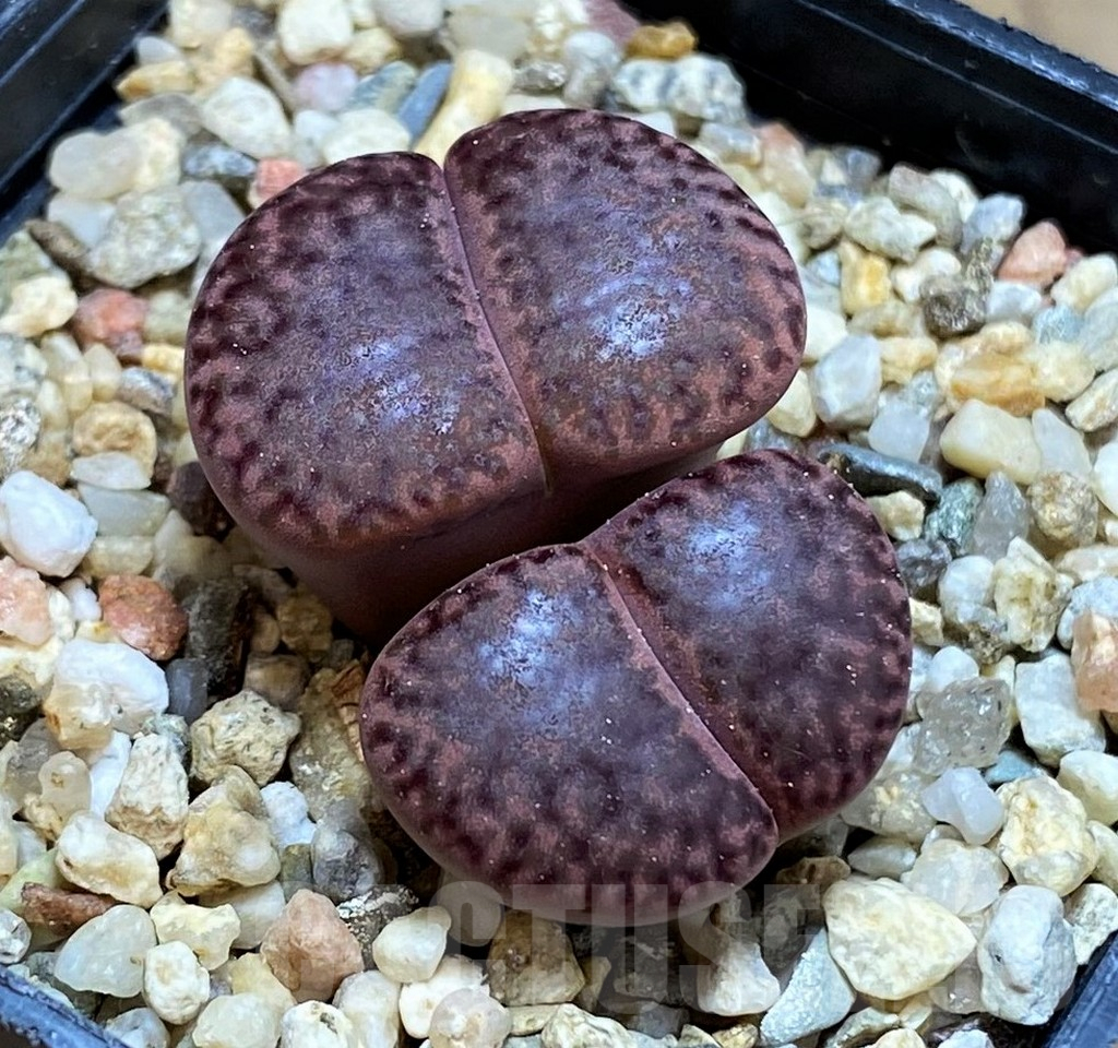 SH8151 Lithops bromfieldii v. glaudinae ‘Embers’ C393A