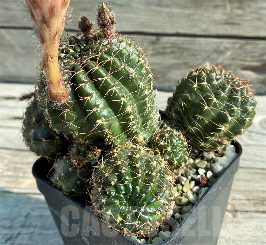 SH8123 Lobivia wrightiana, old 20 year - immagine 2