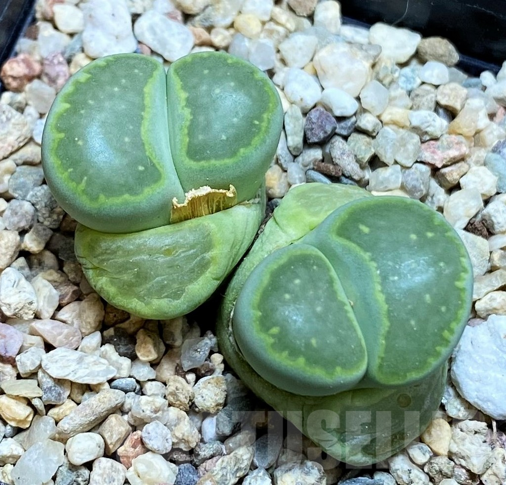 SH8154 Lithops salicola ‘Malachite’