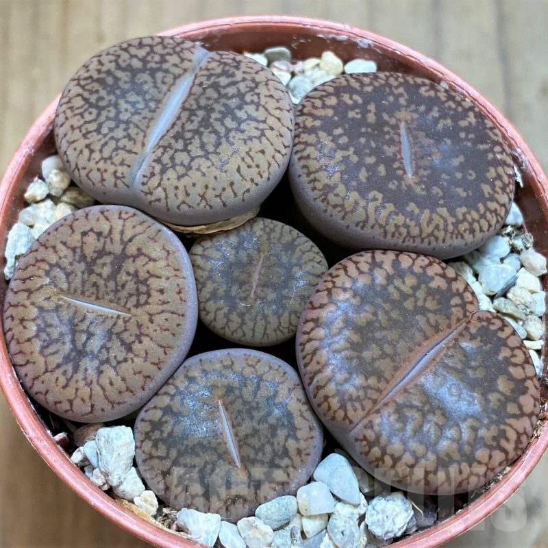 SH8159 Lithops aucampiae mix