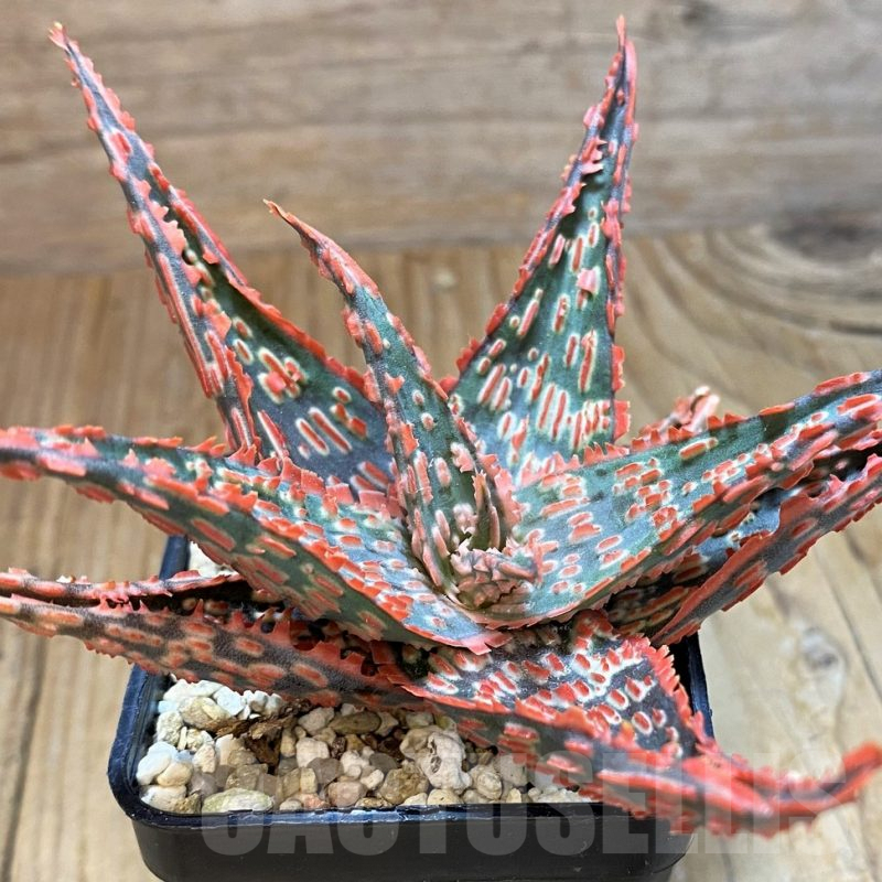 SH8273 Aloe TCT hybrid