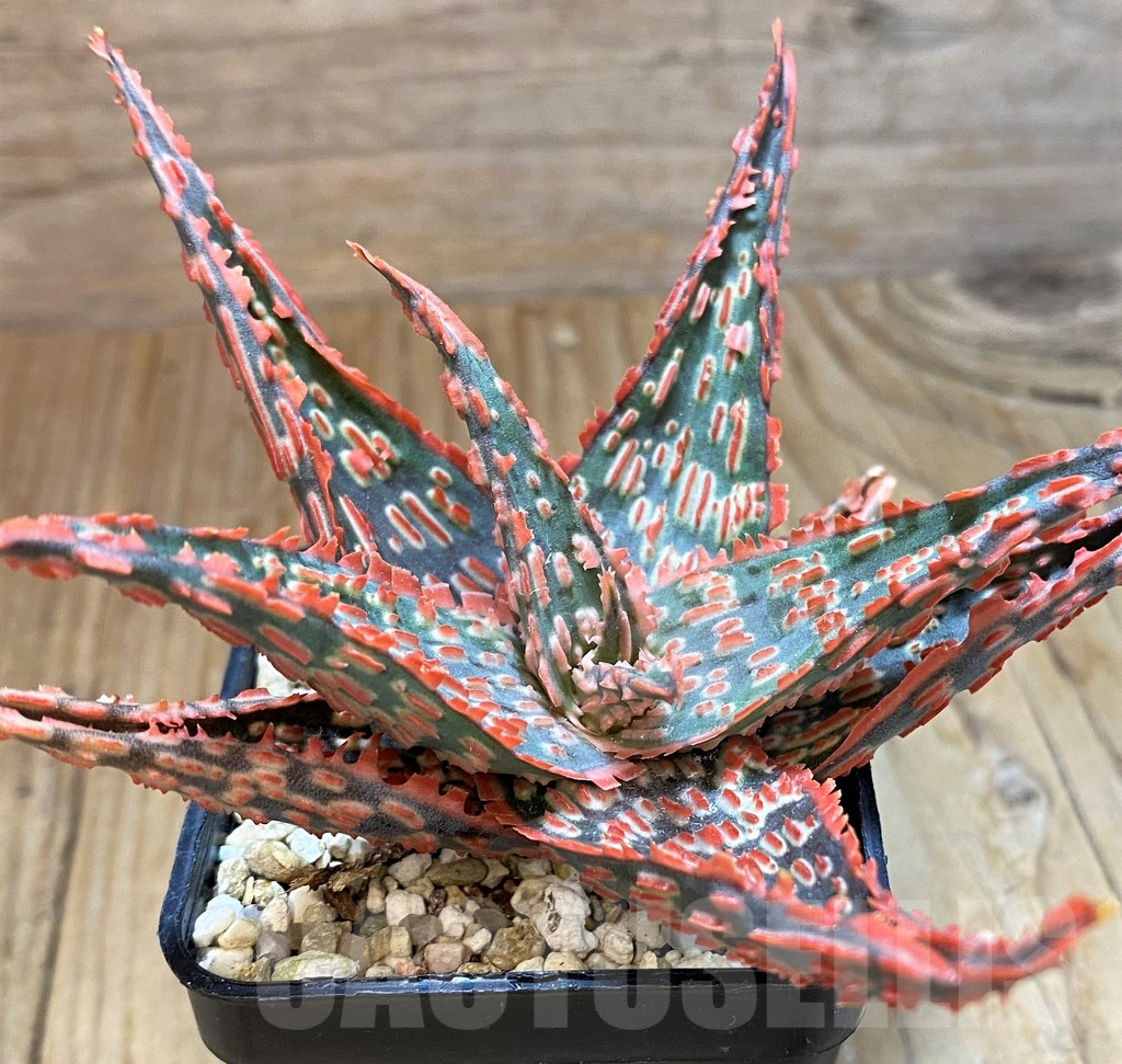 SH8273 Aloe TCT hybrid