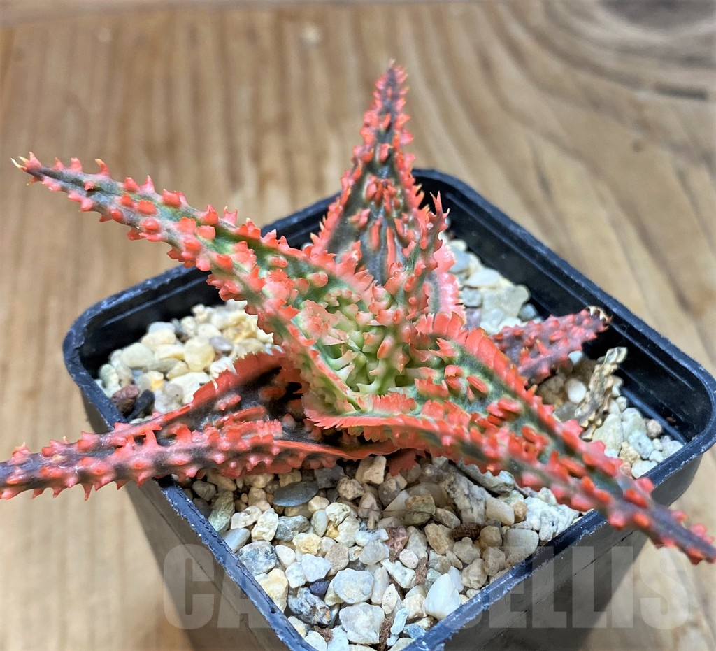 SH8275 Aloe TCT hybrid - Image 2