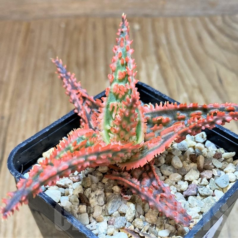 SH8275 Aloe TCT hybrid