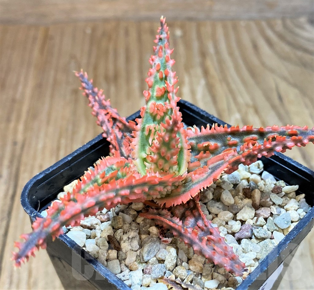 SH8275 Aloe TCT hybrid