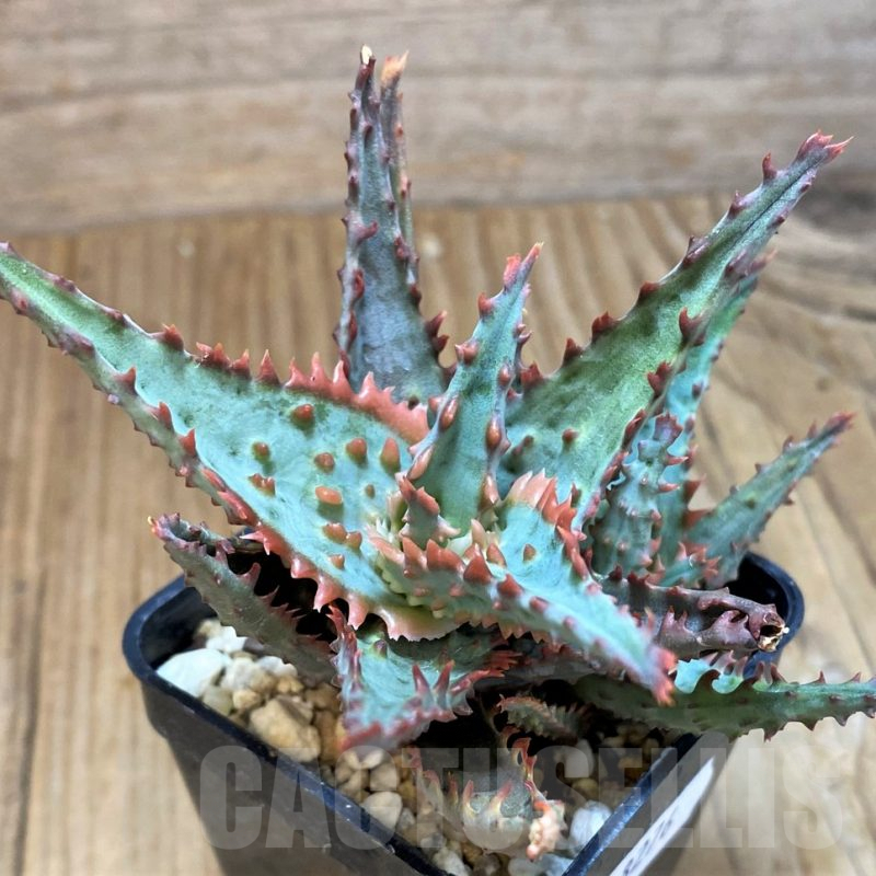 SH8276 Aloe TCT hybrid