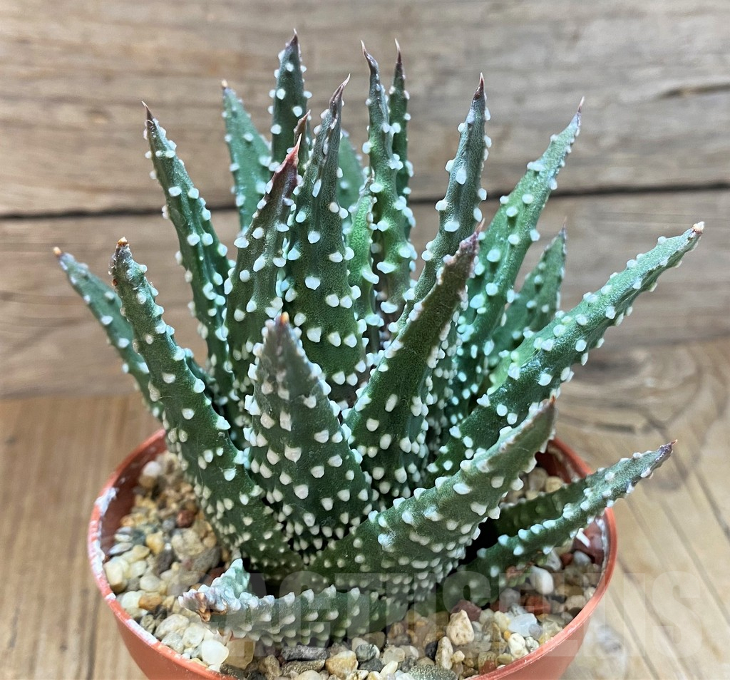 SH8277 Haworthia pumila - immagine 2