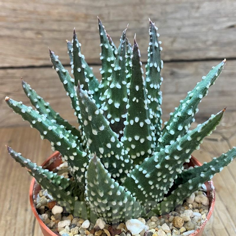SH8277 Haworthia pumila
