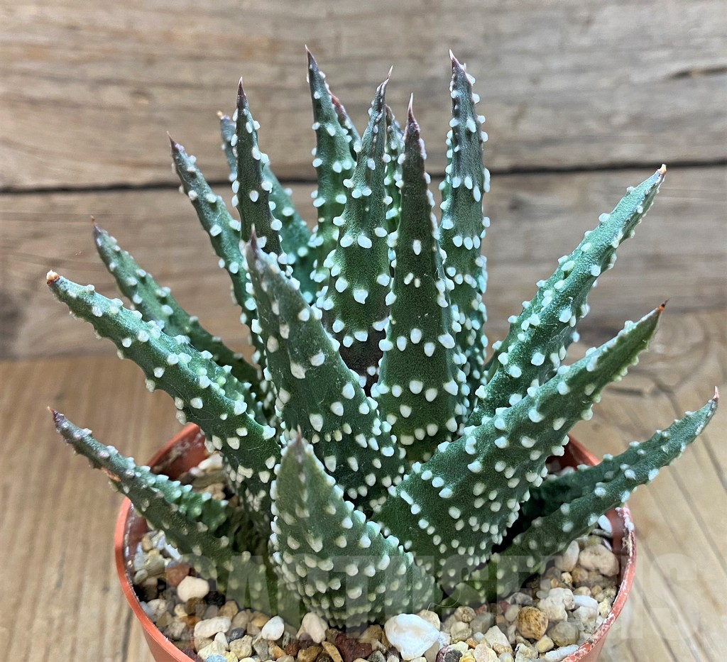 SH8277 Haworthia pumila
