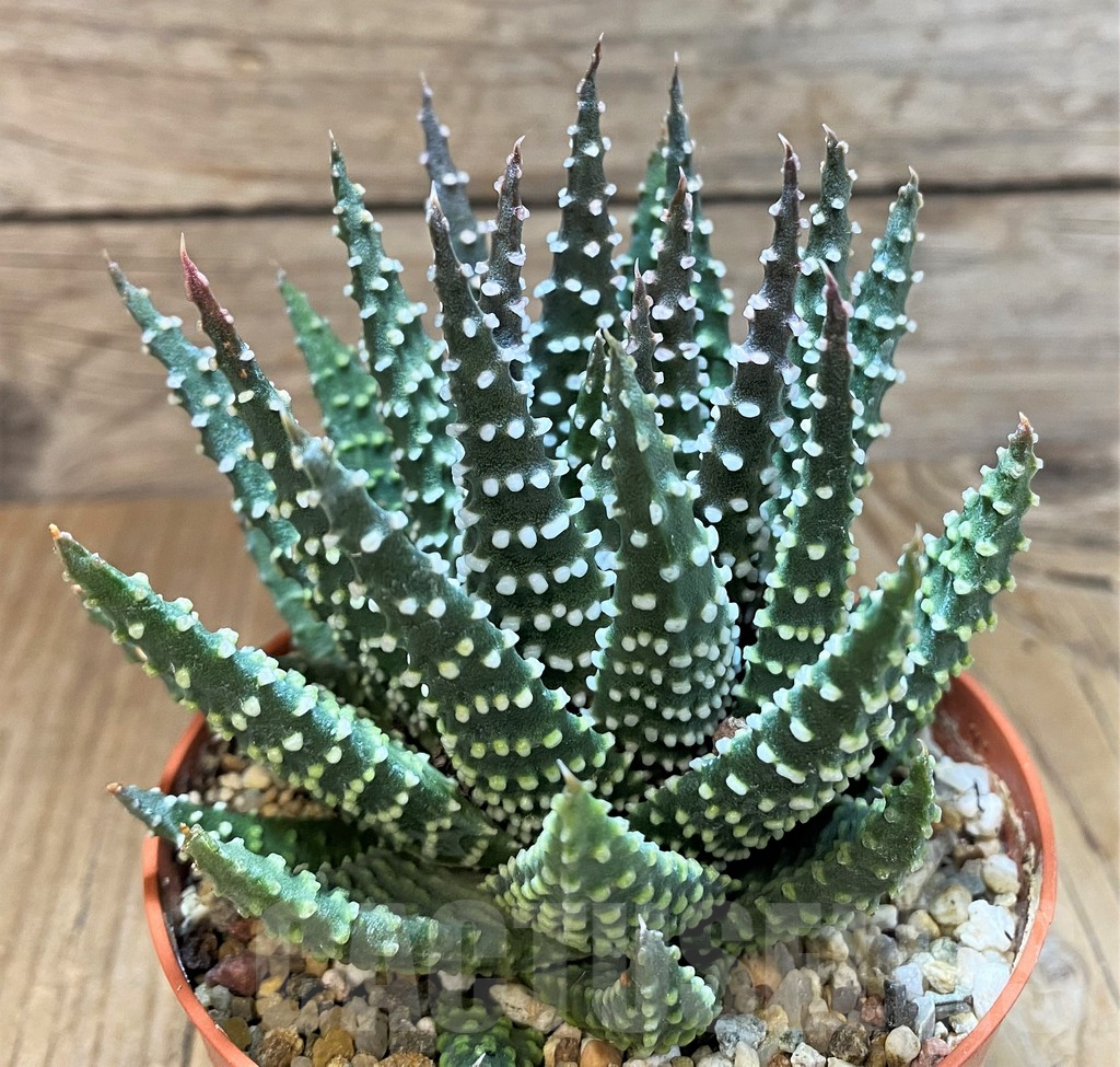 SH8278 Haworthia pumila - Imagen 2