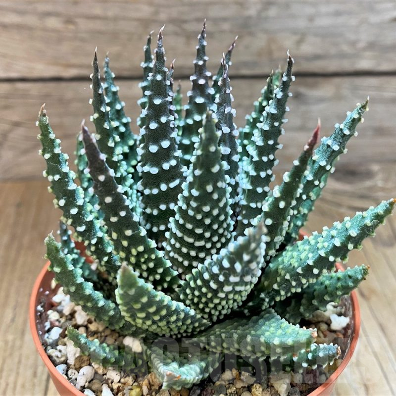 SH8278 Haworthia pumila
