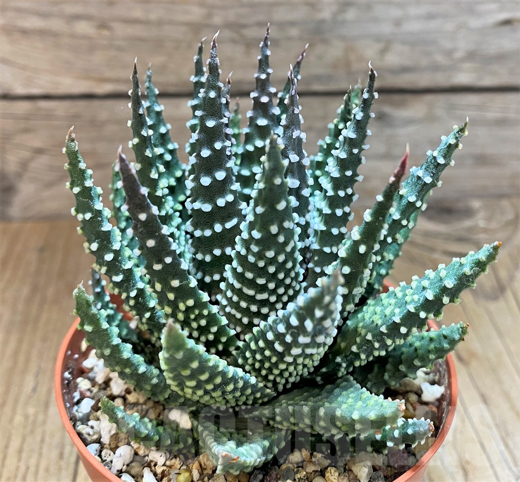 SH8278 Haworthia pumila