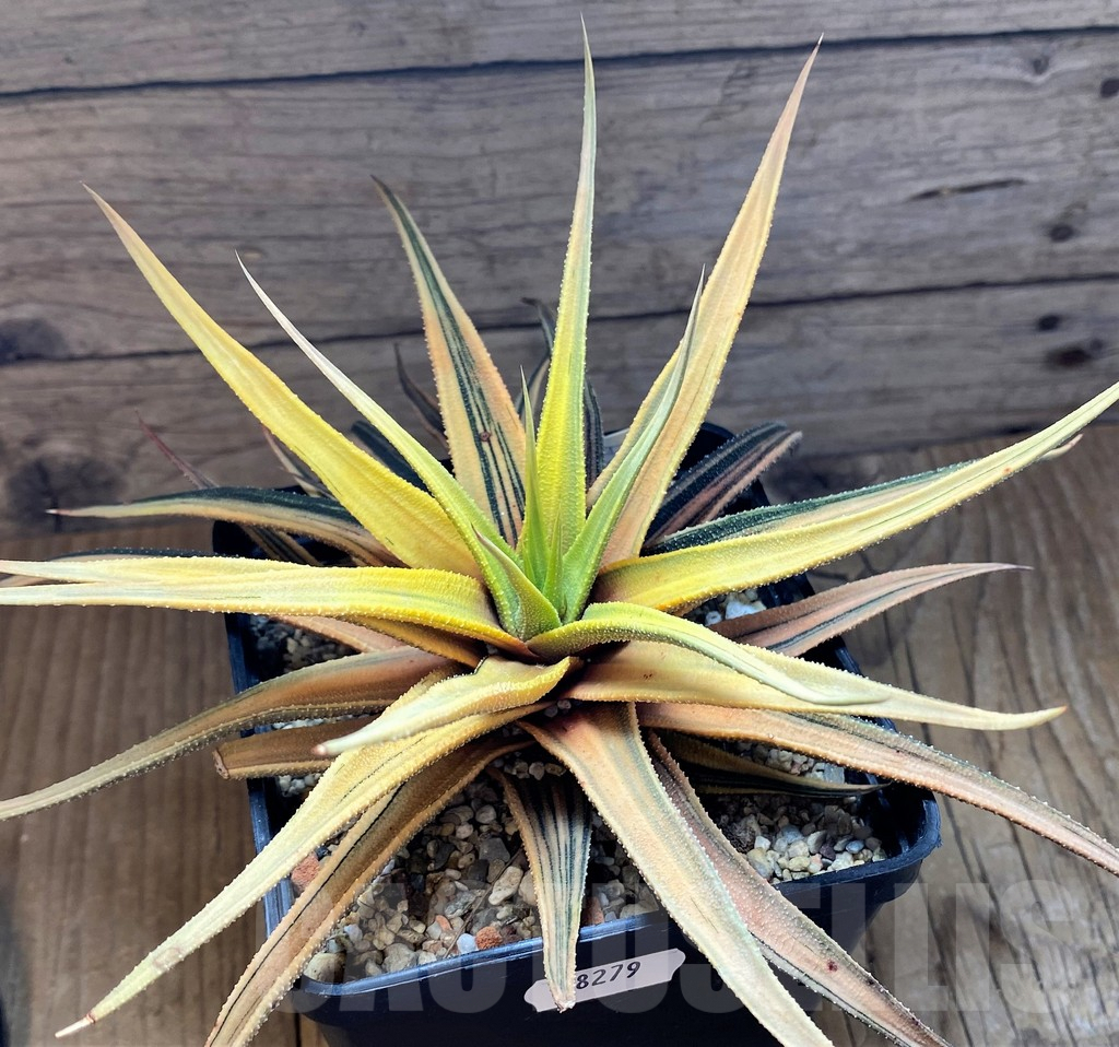 SH8279 Haworthia radula f.variegata - Obrázek 2