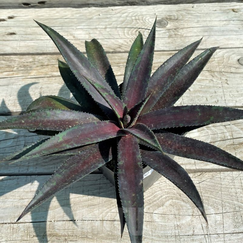 SH8247 Mangave 'Blazing Saddles'