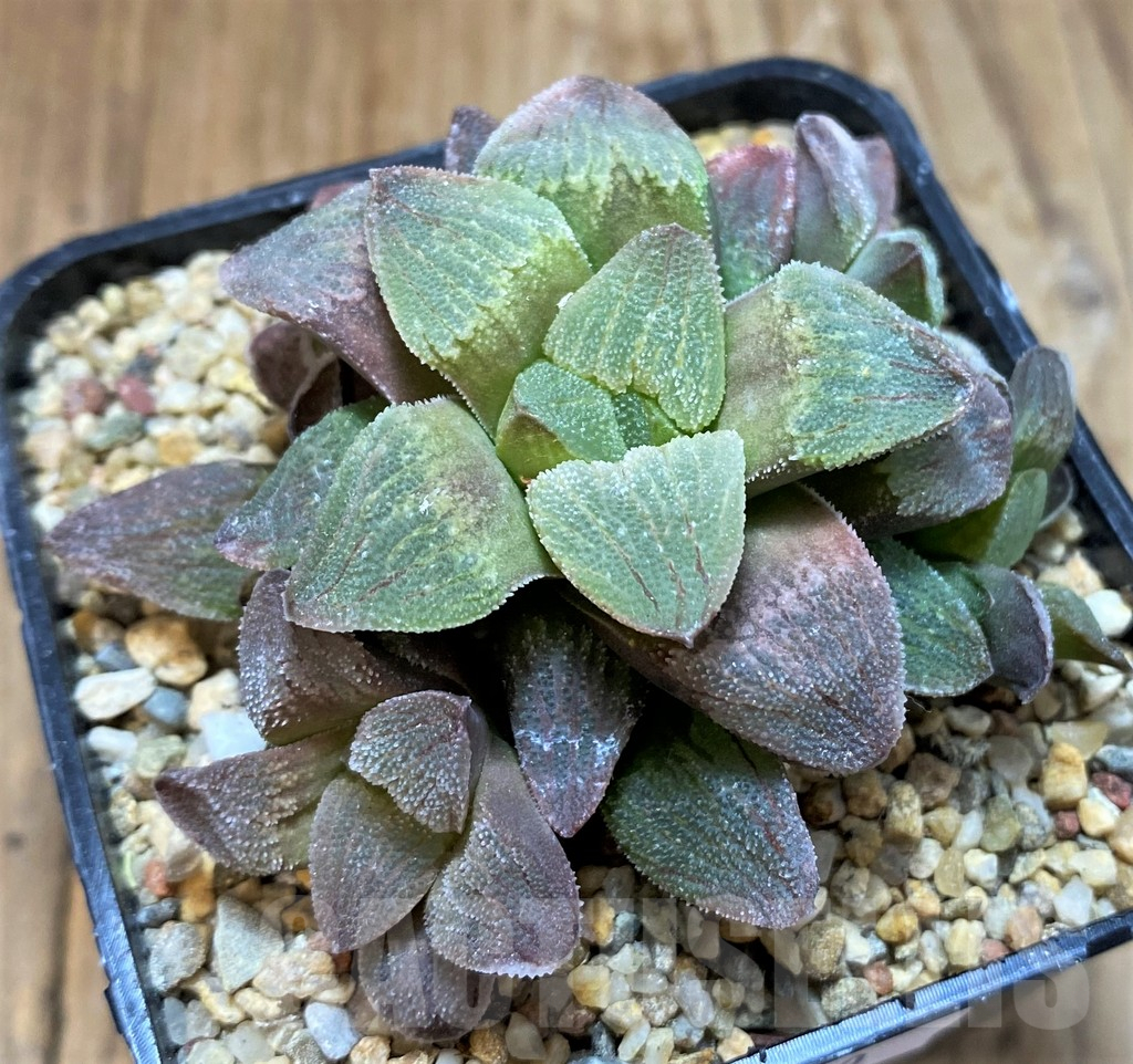 SH8280 Haworthia pygmaea f. crystallina 'Pink'