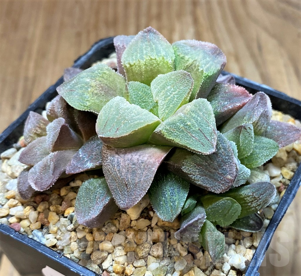 SH8280 Haworthia pygmaea f. crystallina 'Pink' – Image 2