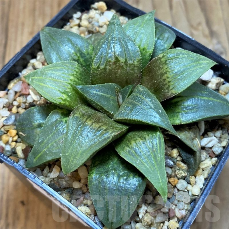 SH8281 Haworthia atrofusca -Japan-