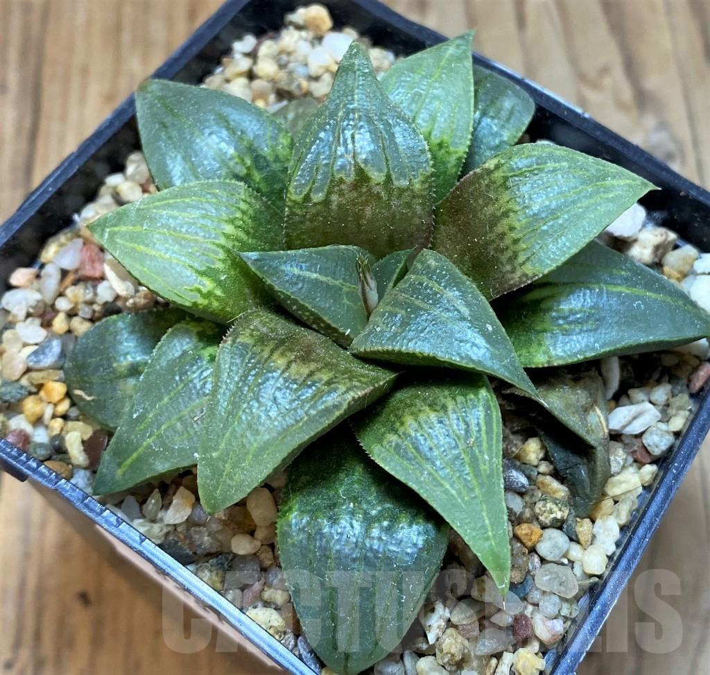 SH8281 Haworthia atrofusca -Japan-
