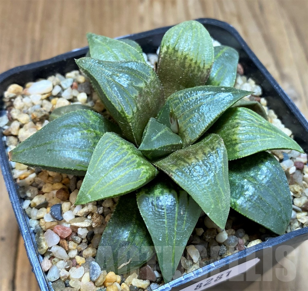 SH8281 Haworthia atrofusca -Japan- - immagine 2